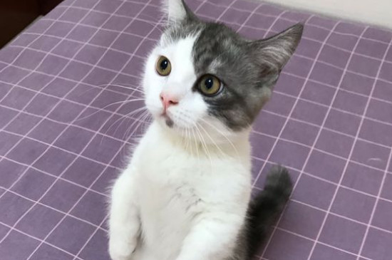 矮脚猫一般多重