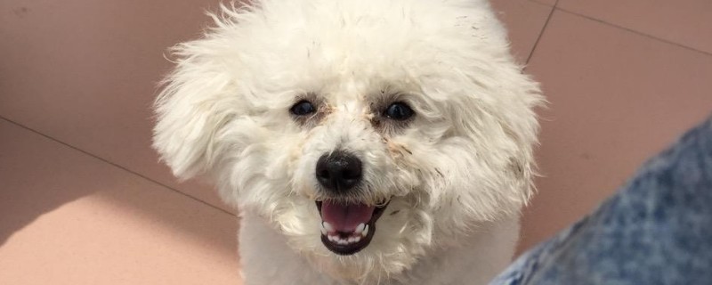 比熊和贵宾的杂交特征