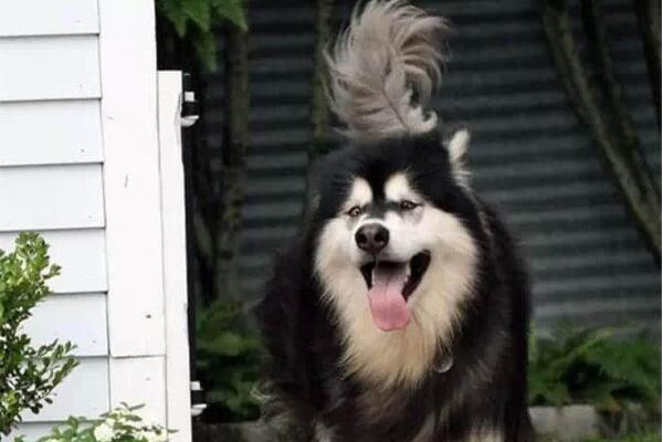 阿拉斯加犬和哈士奇的区别，阿拉斯加八大缺点难家养