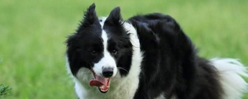 如何挑选边境牧羊犬