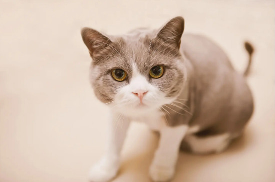 猫吃香蕉吗