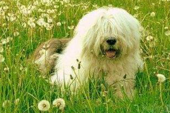 波利犬怎么养