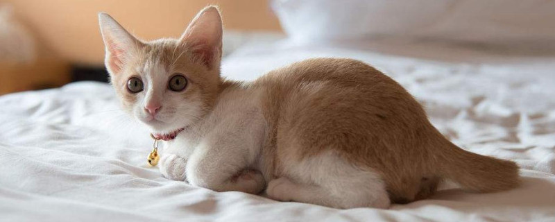 猫咪尿床原因和解决办法