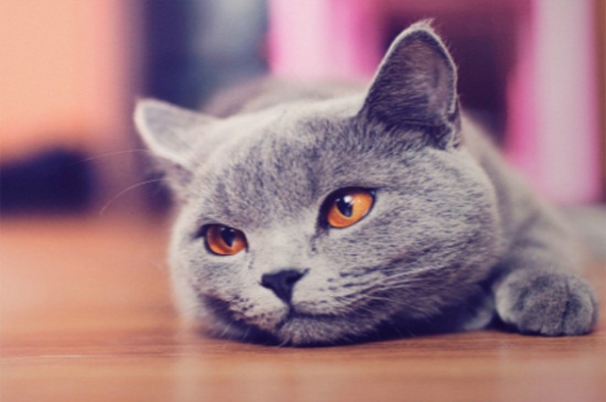 猫脱毛是什么原因