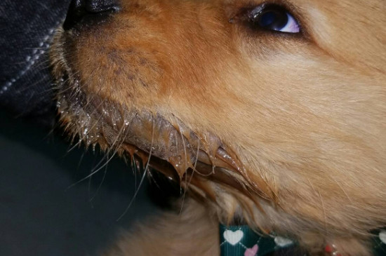 狗狗一直流口水怎么回事