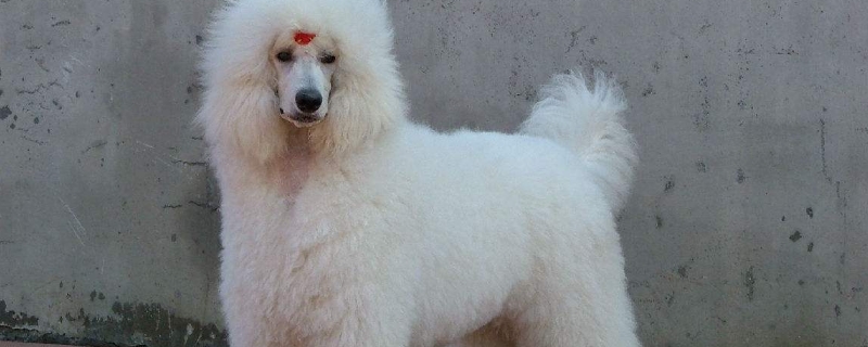 贵宾犬掉毛程度