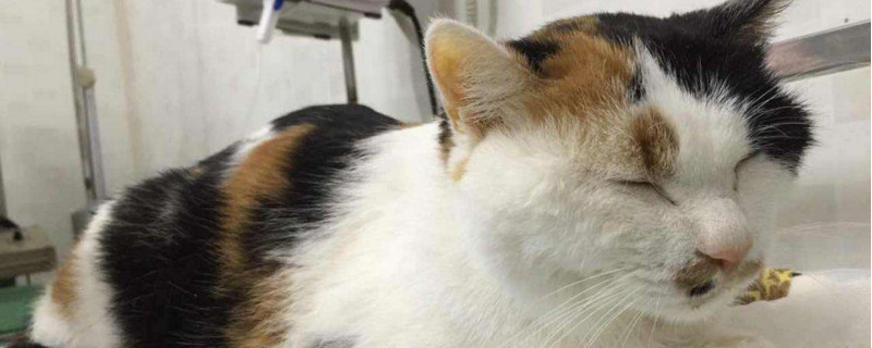 猫咪黄疸怎么治疗