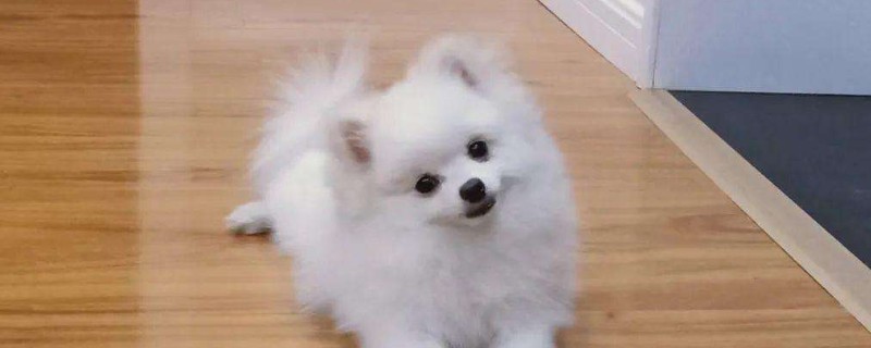 狗怀孕多久生
