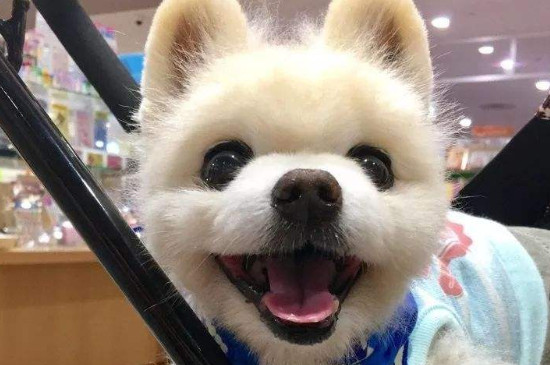 俊介犬好养吗