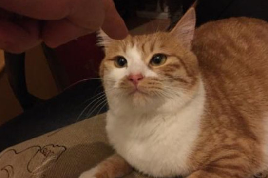 宠物猫咬人怎么教育