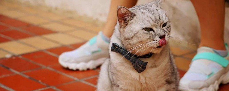 猫咪肝病症状表现