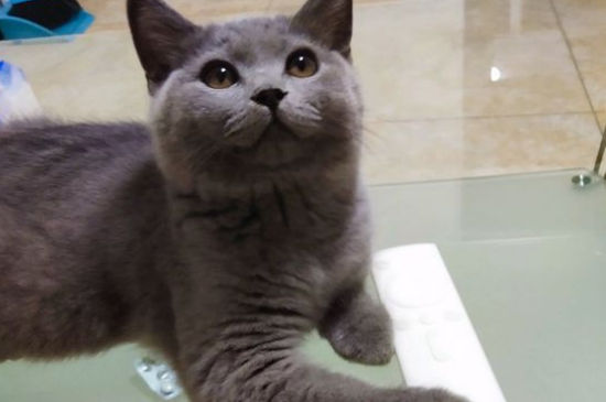 蓝猫为什么不能养