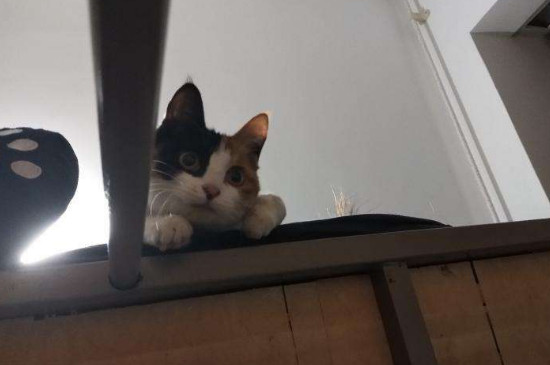 猫跟着你走是什么意思