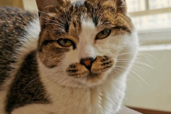 猫瘟怎么治