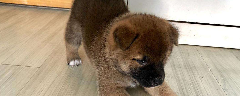 柴犬几个月认主人