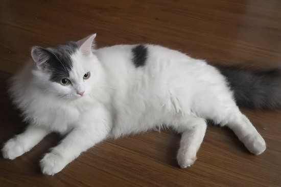 蓝猫和布偶配出来长什么样子