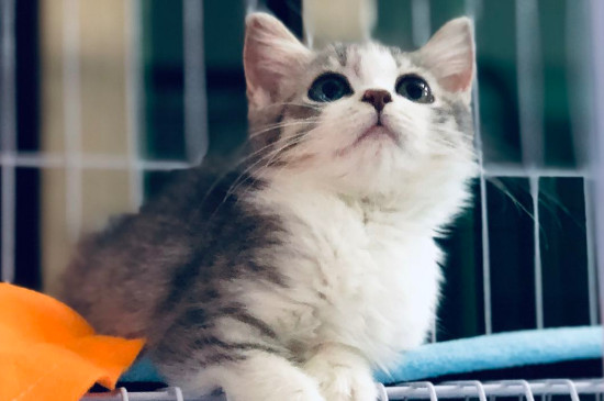 猫喝什么水