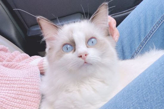 布偶猫养了3天就死了