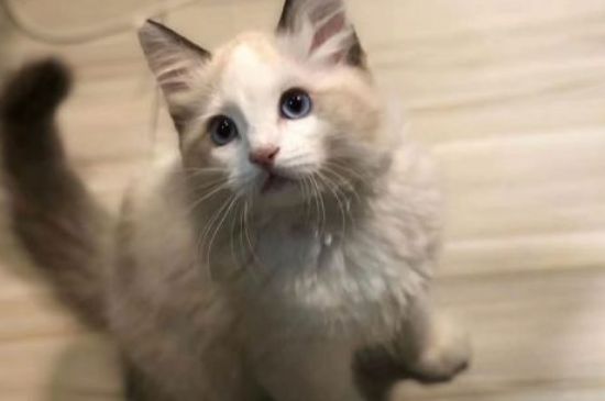猫咪肚子一直咕咕叫