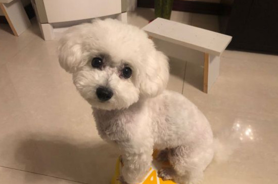 上班族养比熊还是泰迪