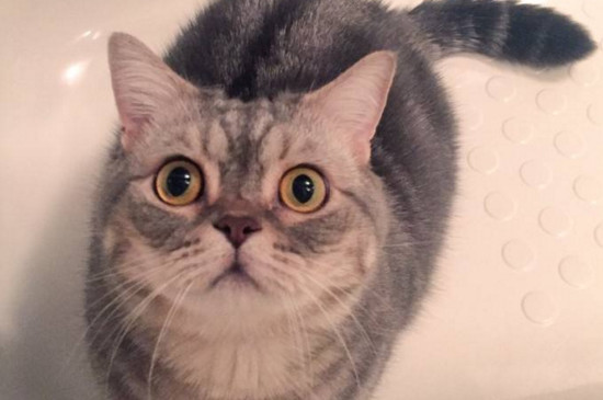 小猫脐带多久脱落