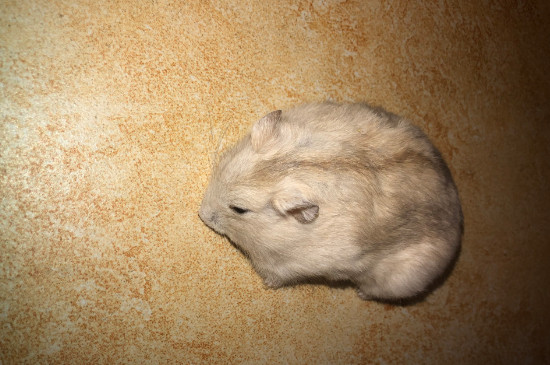 仓鼠死了怎么处理