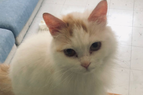 猫突然不喝水什么病