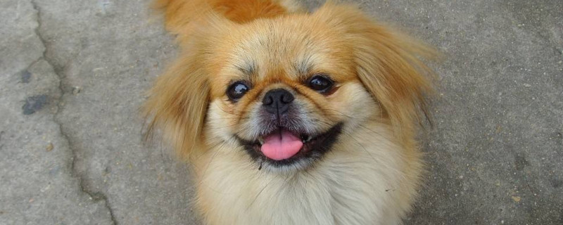 狗一直发抖怎么回事
