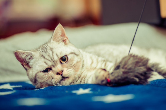 猫咪认可主人的六个表现