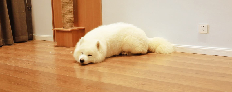 幼犬能睡在瓷砖上吗