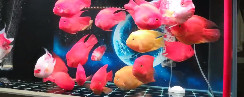 鹦鹉鱼不想养了怎么办
