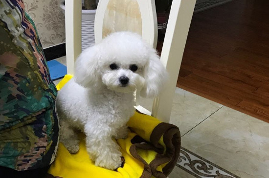 贵宾犬到底有多聪明