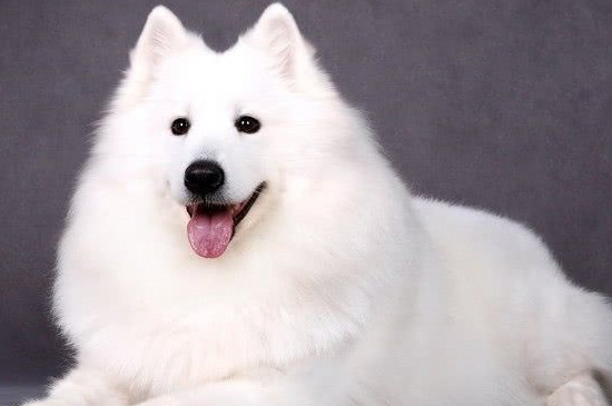 狗狗可以吃胡萝卜吗