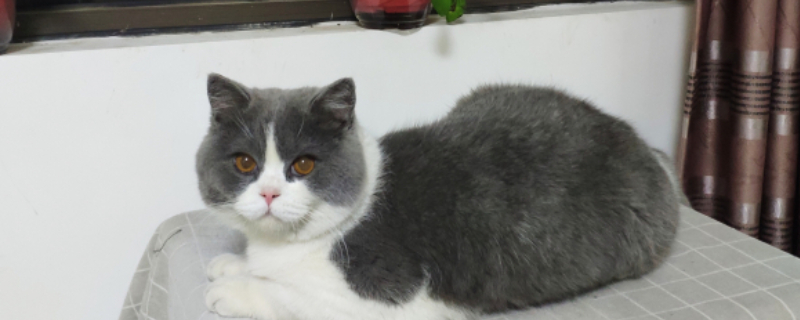猫咪应激反应症状
