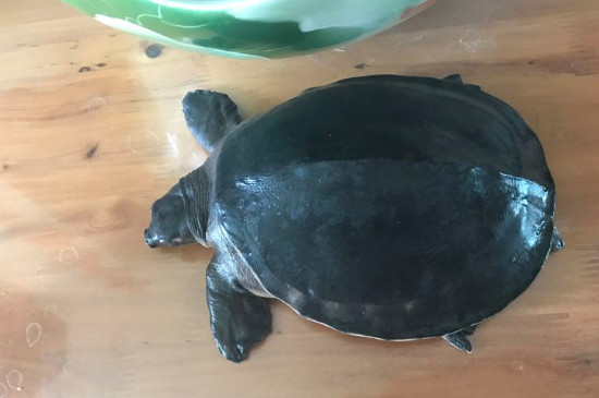 猪鼻龟20cm要长多久