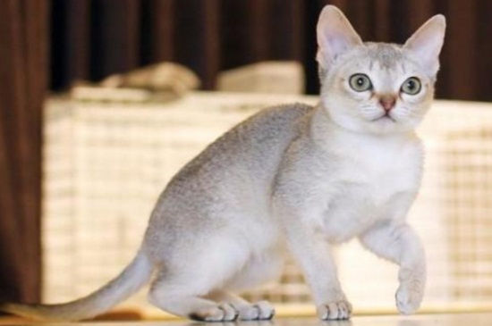猫脱毛是什么原因