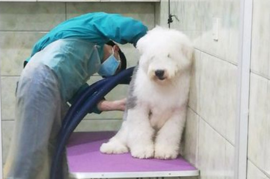 英国古代牧羊犬掉毛吗