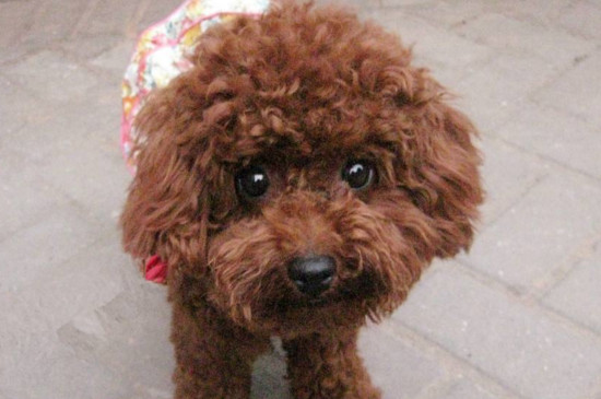 泰迪犬喜欢吃什么