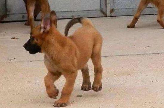 怎样鉴别马犬幼犬好坏，性格温顺毛发不杂并身形矫健