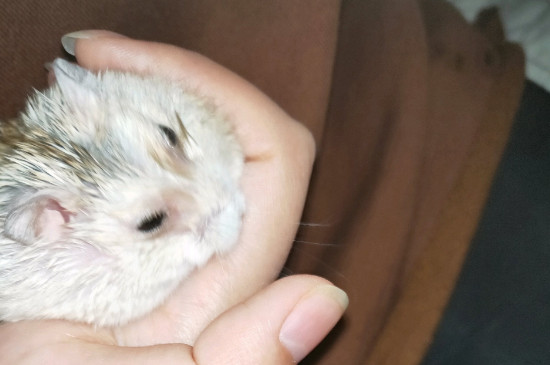 仓鼠拉稀怎么办