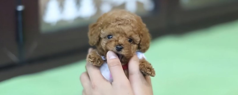 迷你茶杯犬长不大吗，几个月就定型不长了