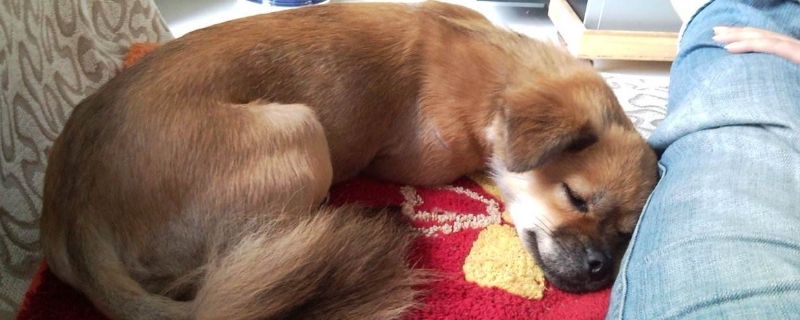犬窝咳症状会自愈吗
