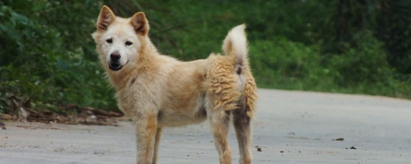 土狗智商相当于几岁