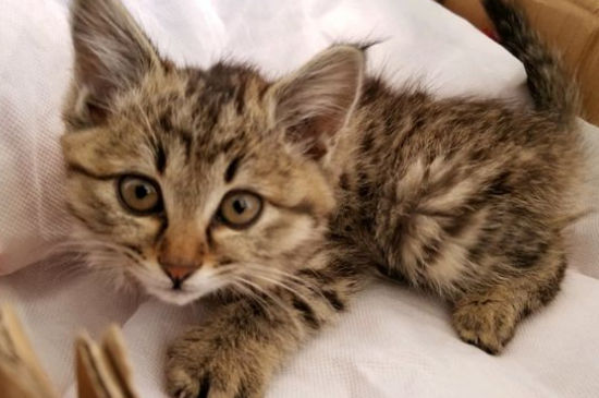 猫咪会只认一个主人吗