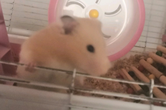 仓鼠冻死了如何抢救