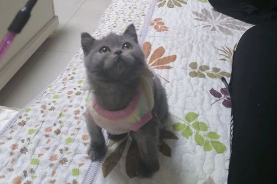 母猫绝育的坏处