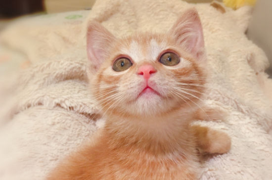 猫感冒了怎么办