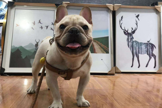 英斗犬和法斗犬区别