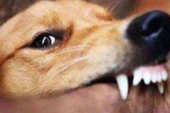 狂犬病的狗有什么症状，食欲异常喜欢犬吠攻击人
