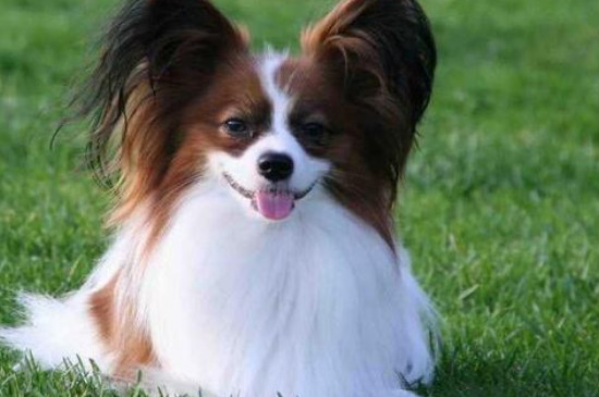 蝴蝶犬能长多大